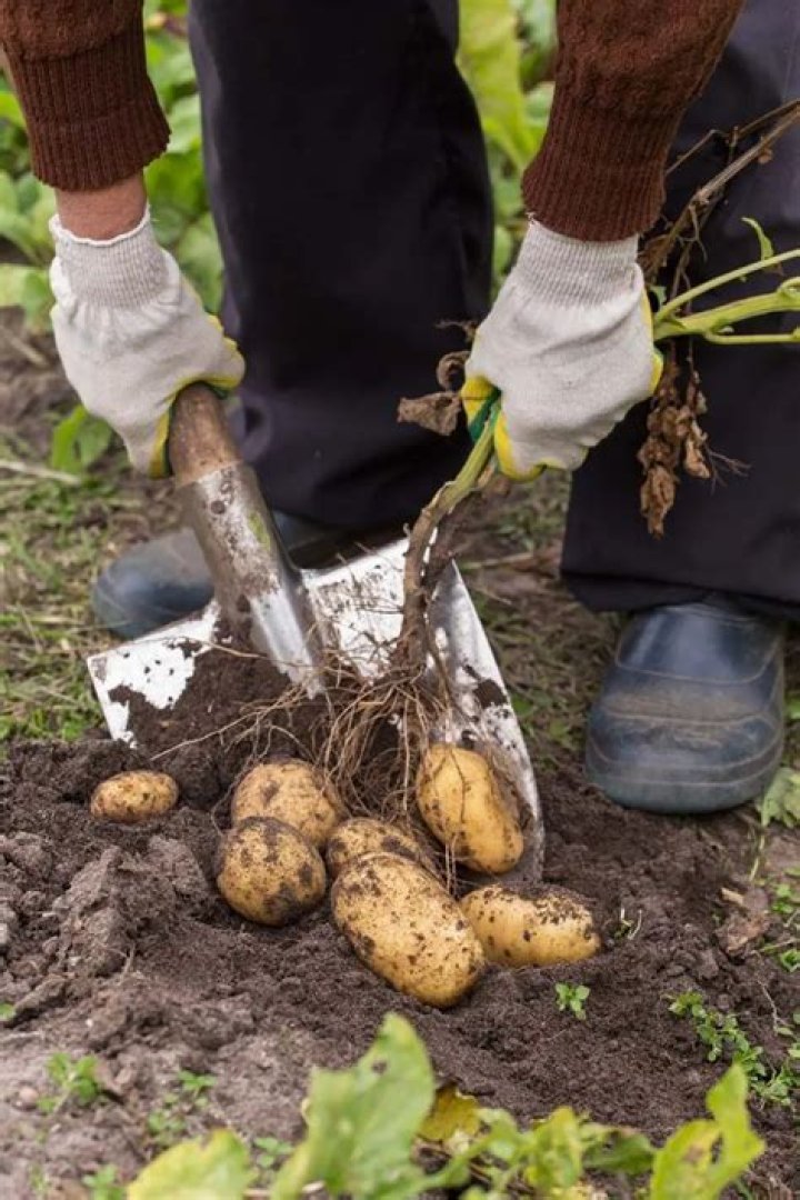 How do you dry potatoes after harvesting?