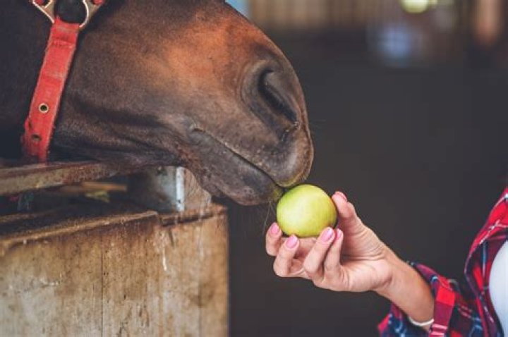 How do you feed a horse while traveling?