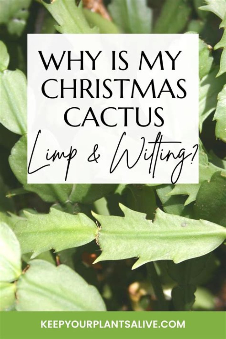 How do you fix a limp cactus?