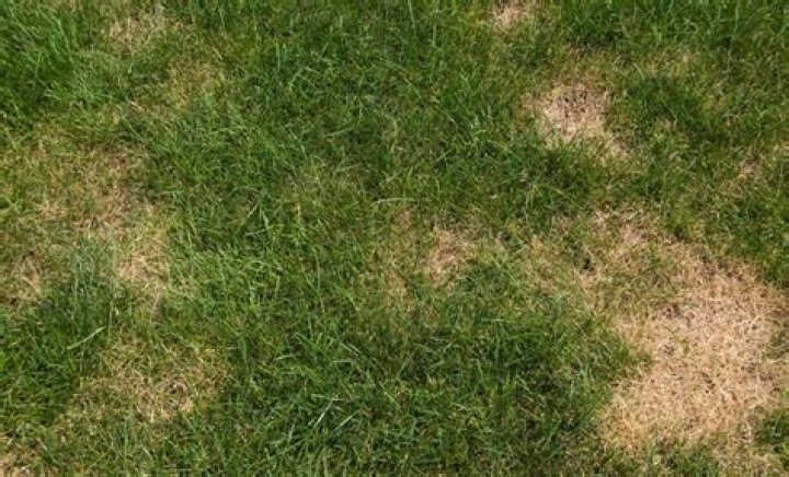 How do you fix brown grass in the winter?