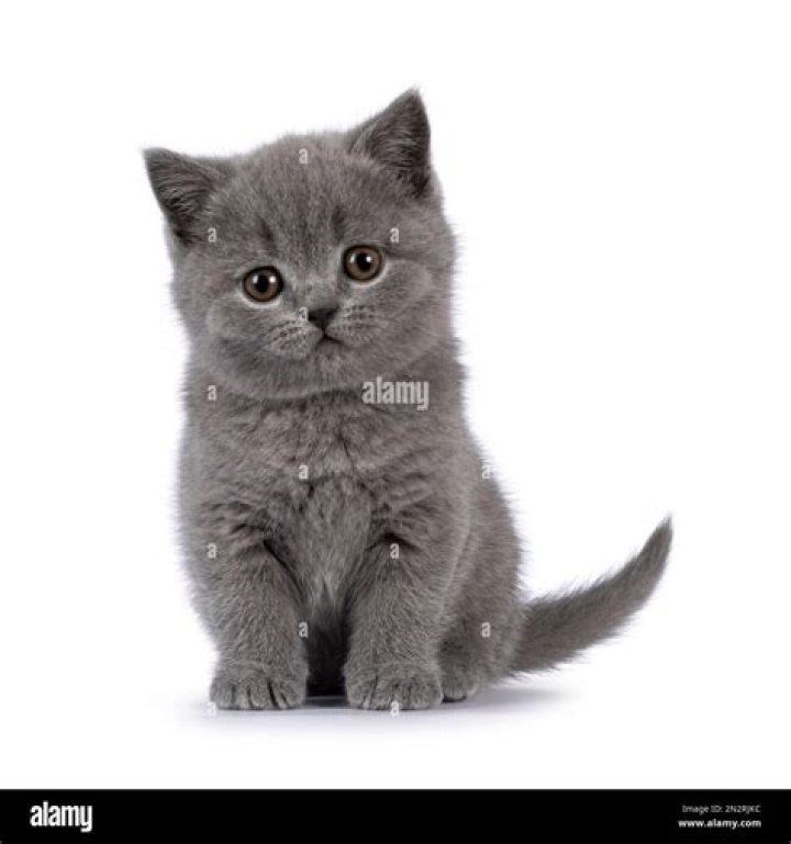 How do you get a grey kitten?