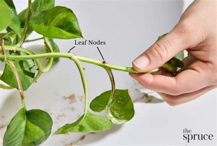 How do you get pothos to sprout new leaves?