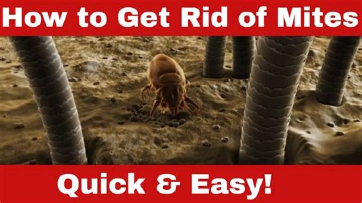 How do you get rid of body mites?
