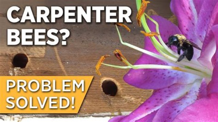 How do you get rid of carpenter bees without killing them?