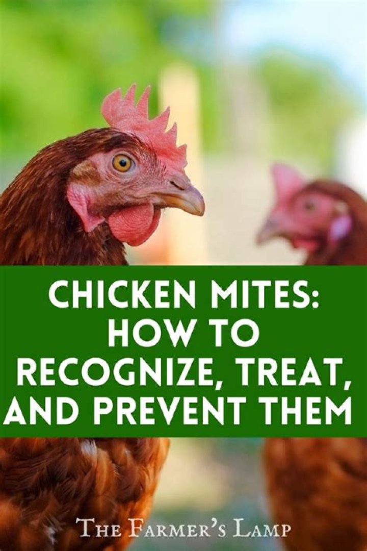How do you get rid of chicken mites on chickens?