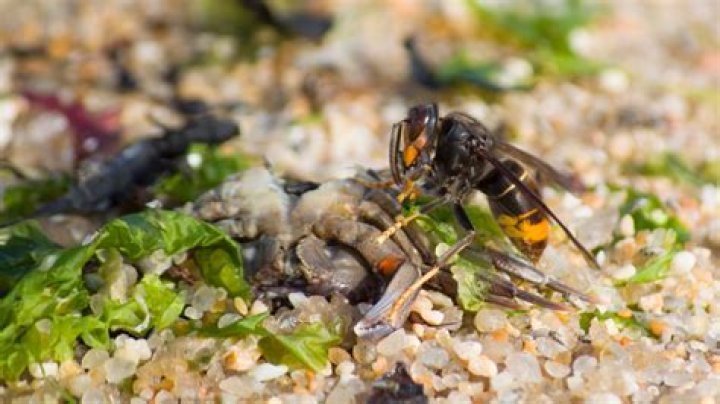 How do you get rid of underground hornets?