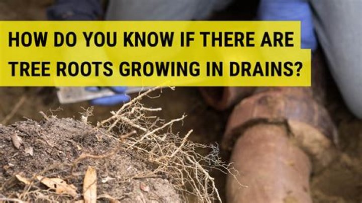 How do you get roots out of drains?