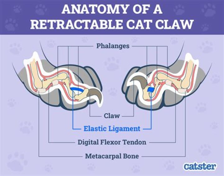 How do you get the claws of Ursoc?