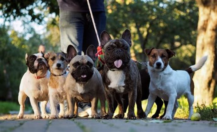 How do you get your dog to listen to you on walks?