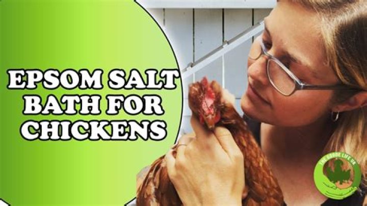 How do you give chickens Epsom salt?