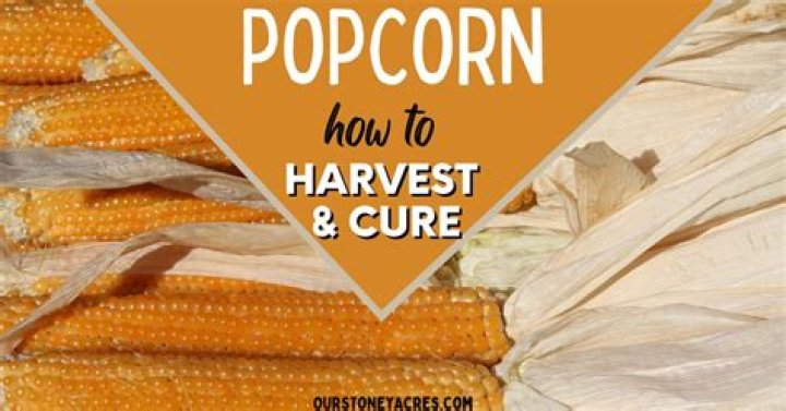 How do you grow and harvest popcorn?