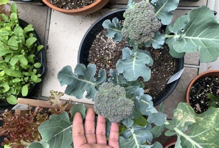 How do you grow broccoli in Georgia?