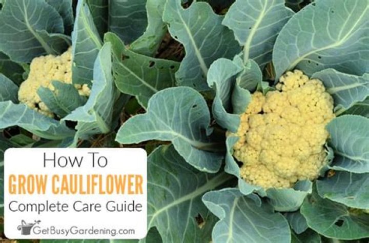 How do you grow cauliflower in Melbourne?
