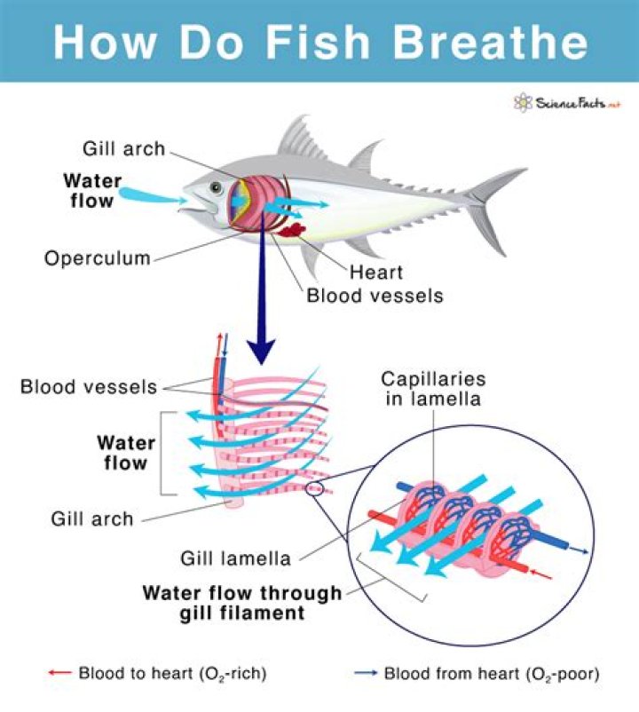 How do you help a struggling fish to breathe?