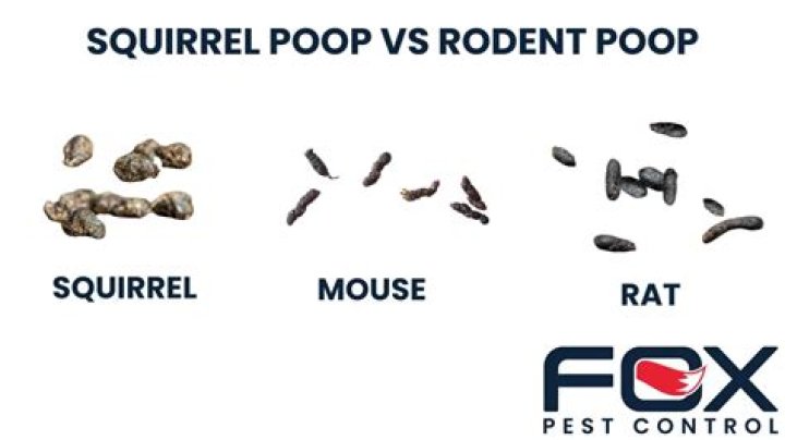 How do you identify squirrel poop?