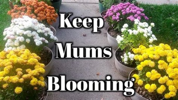 How do you keep mums blooming in the summer?