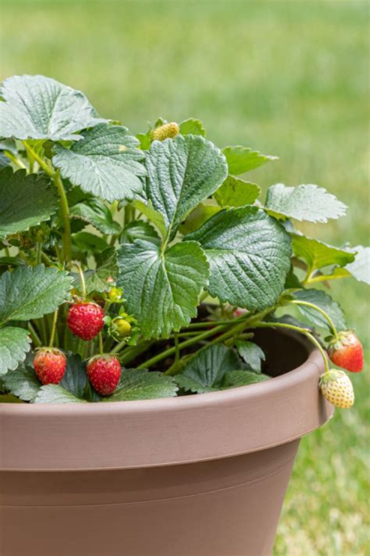 How do you keep strawberry plants in pots over winter?