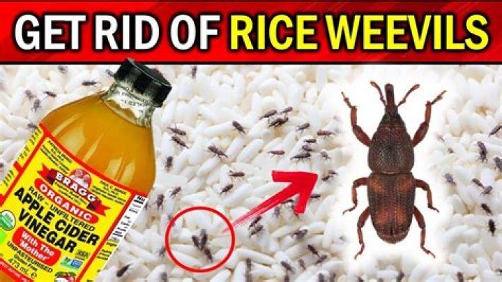 How do you keep weevils out of rice?