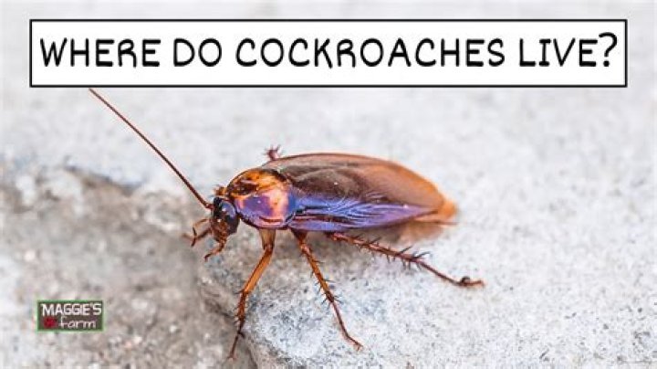 How do you know cockroaches are gone?