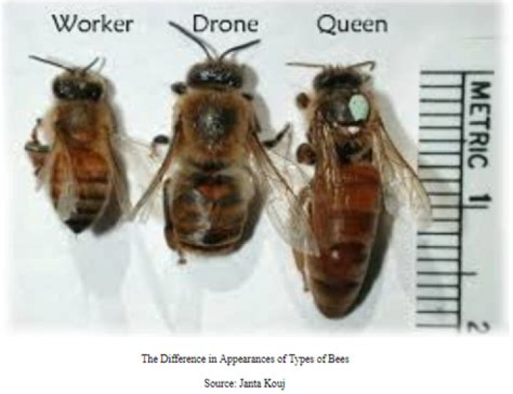 How do you know if a queen bee is accepted?