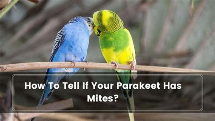 How do you know if your bird has mites?