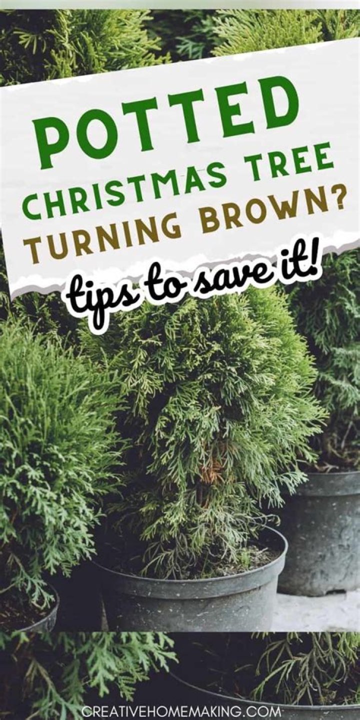 How do you know if your Christmas tree is dying?