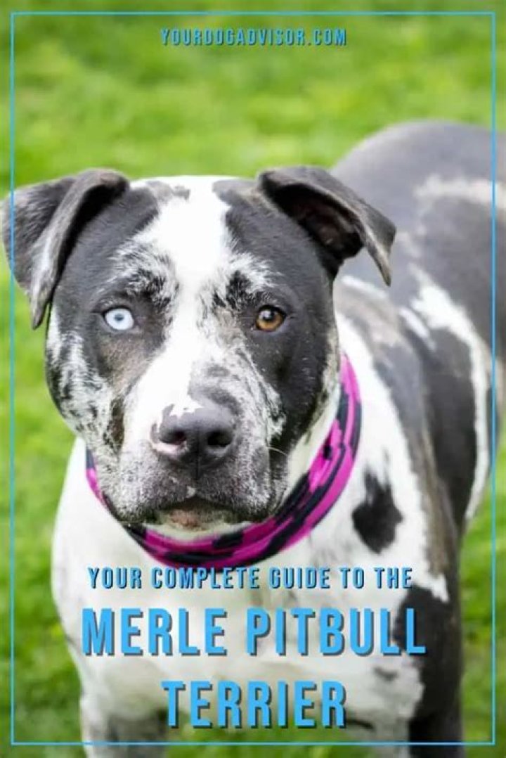 How do you make a Merle Pitbull?