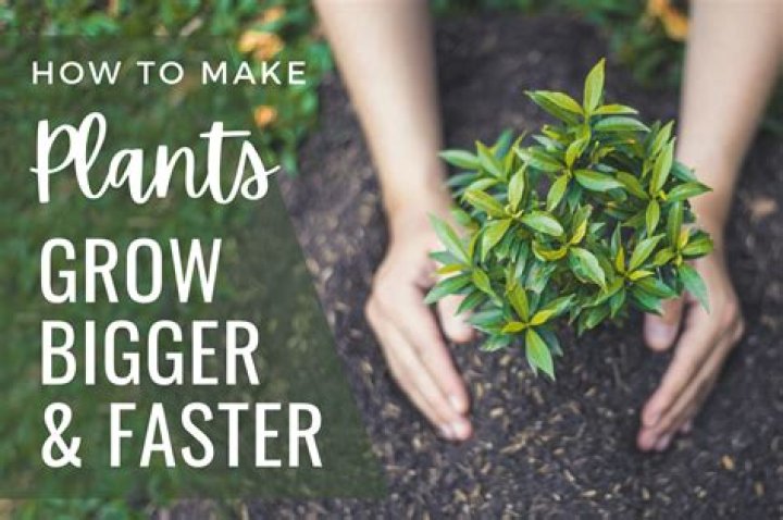 How do you make plant roots grow faster?