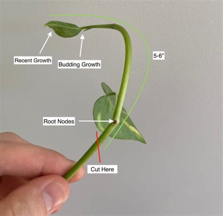 How do you perk up a pothos plant?