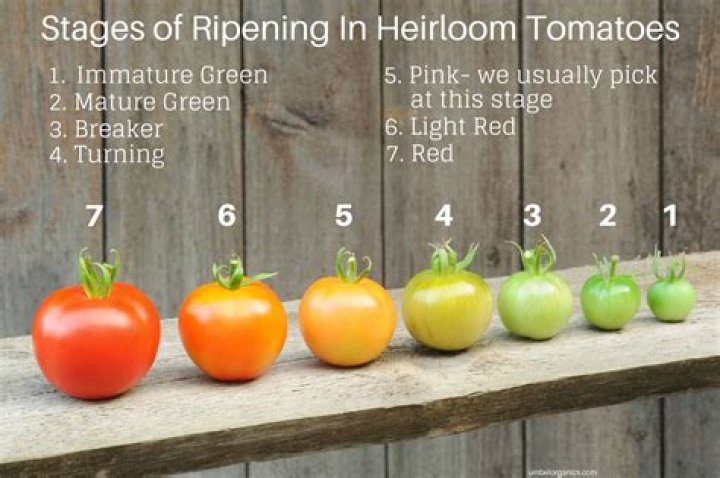 How do you pick a good heirloom tomato?