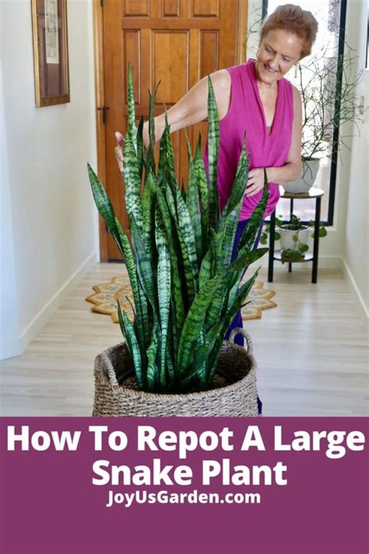 How do you plant a snake plant?