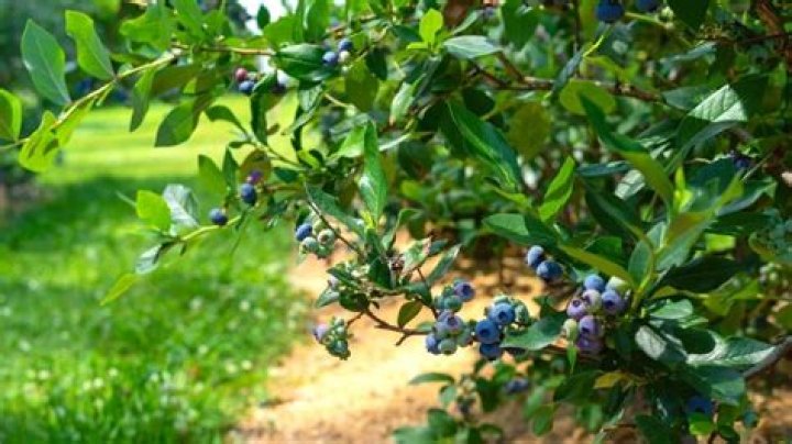 How do you plant blueberry bushes?