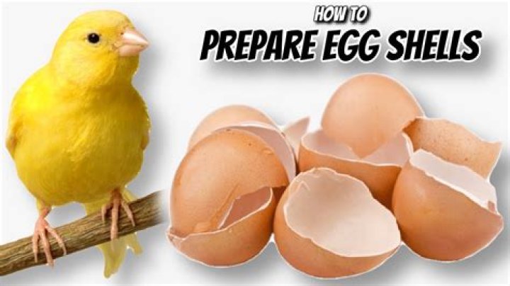 How do you prepare eggshells for wild birds?