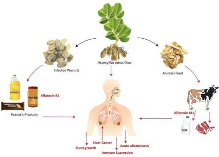 How do you remove aflatoxin from peanut oil?