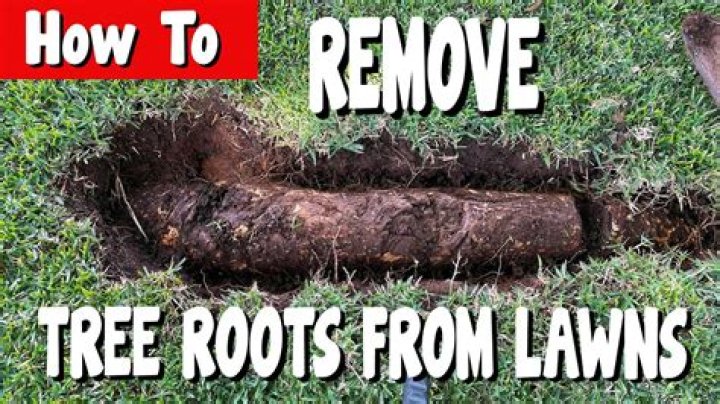 How do you remove roots from a leach field?