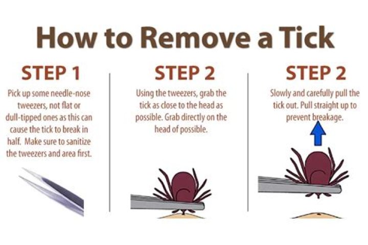 How do you remove ticks from a cat?