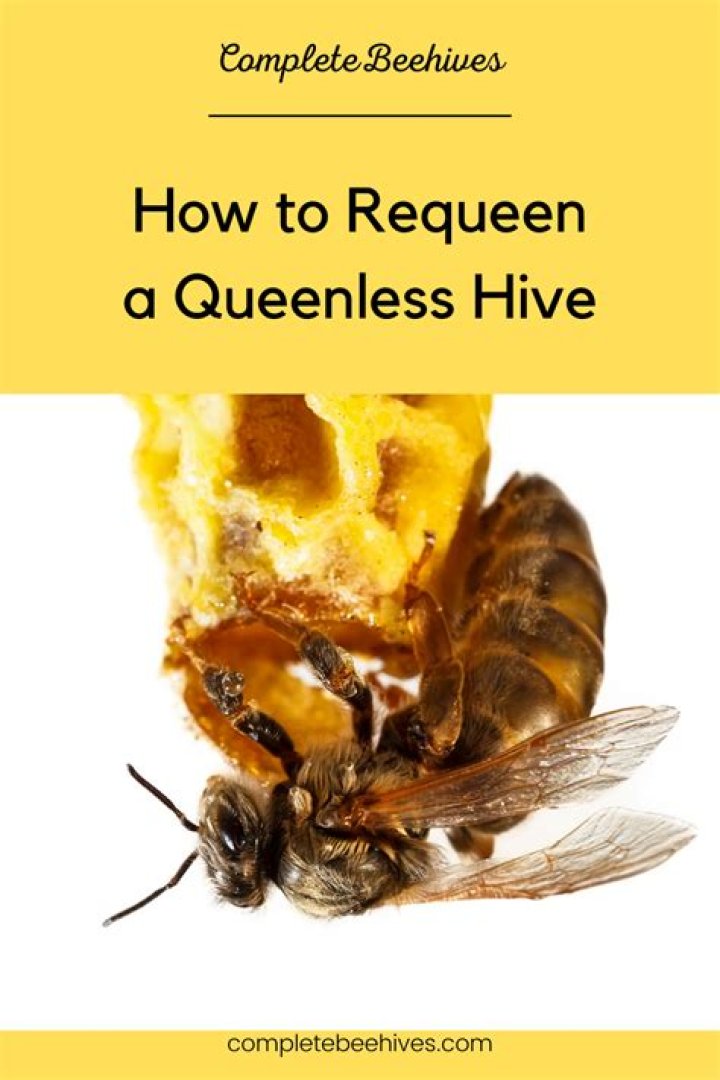 How do you Requeen a hive naturally?