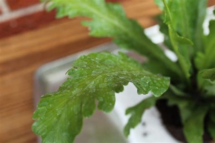 How do you save a waterlogged plant?