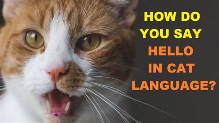 How do you say hello slang?