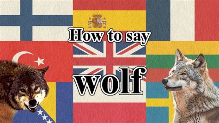 How do you say wolf in Eskimo?