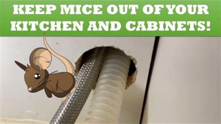 How do you seal a pipe to keep mice out?