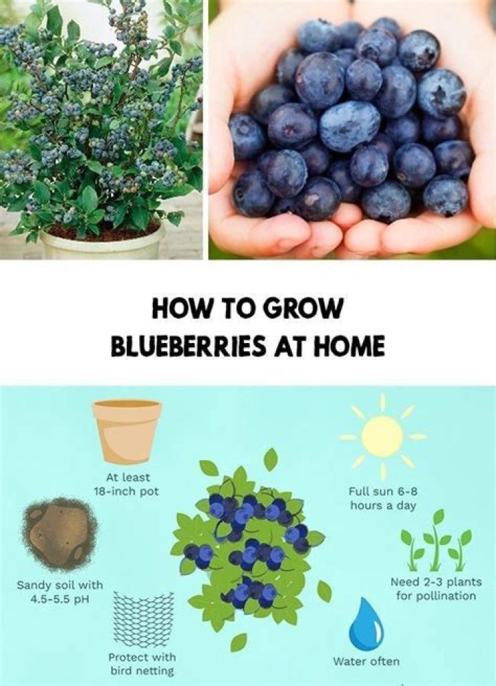 How do you soak blueberries?