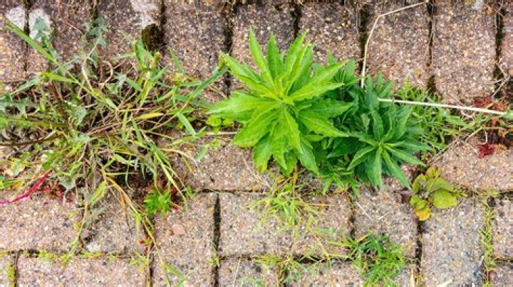 How do you stop weeds from growing in your grass?