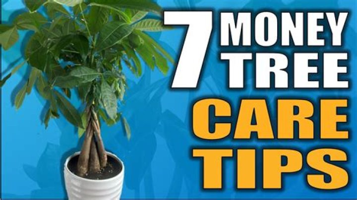 How do you take care of a money tree indoors?