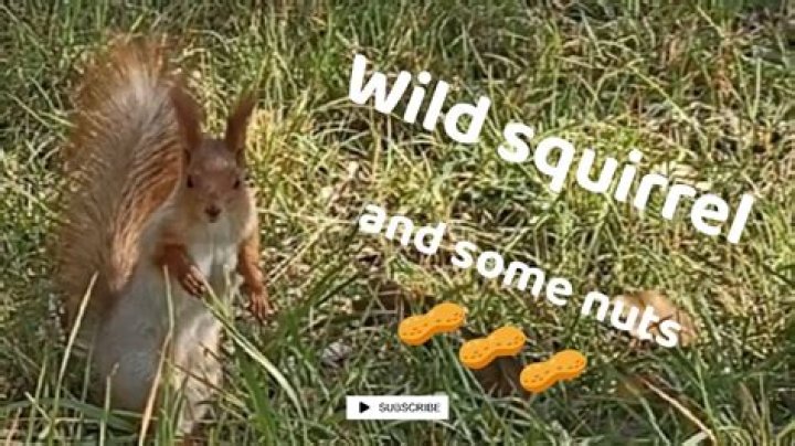 How do you tame a wild squirrel?