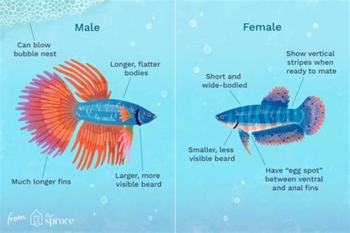 How do you tell if a fish is a boy or girl?