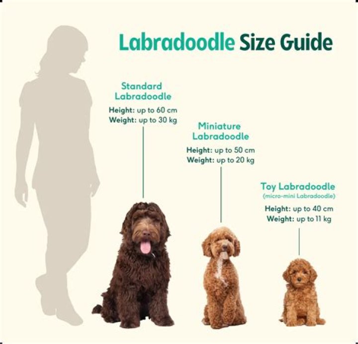 How do you tell if a Labradoodle will be curly?