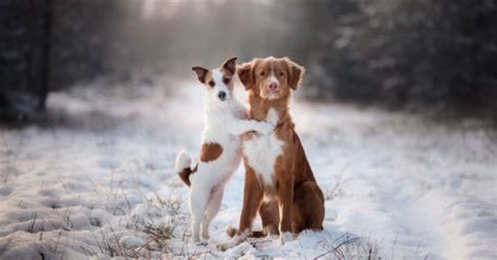How do you tell if dogs are bonded to each other?