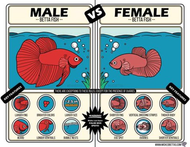 How do you tell if you have Lisch nodules?