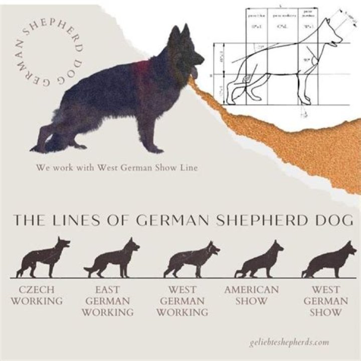 How do you tell if your German Shepherd loves you?
